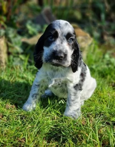 cuccioli di cocker spaniel