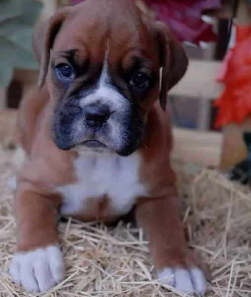 regalo estremamente carino cuccioli di boxer per l'adozione