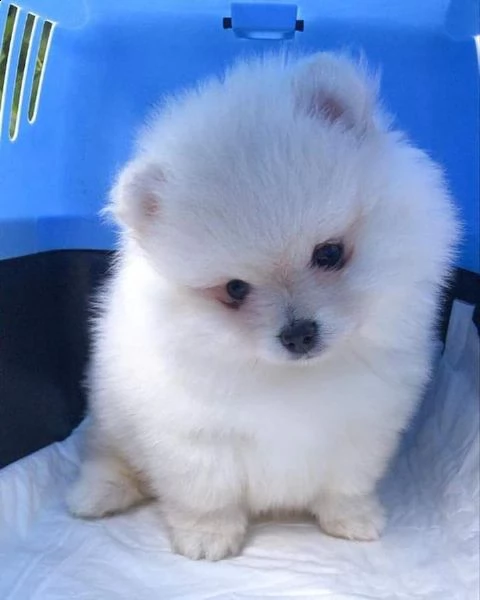 regalo pomeranian  | Foto 0