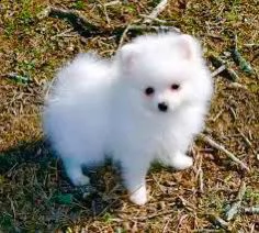 regalo pomeranian 