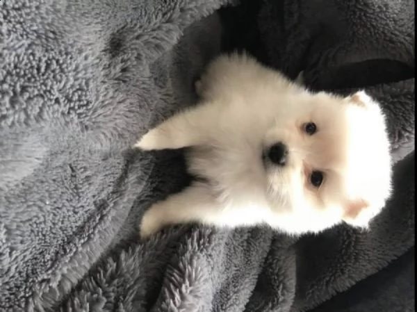 femmine splendide e cuccioli di pomeranian maschio