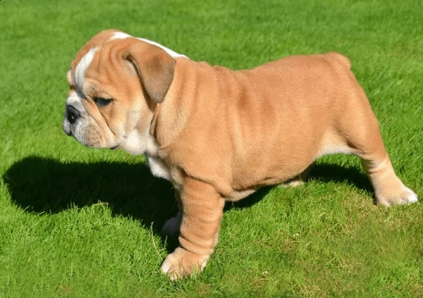 bulldog inglese maschio e femmina bello sano e grosso pronto