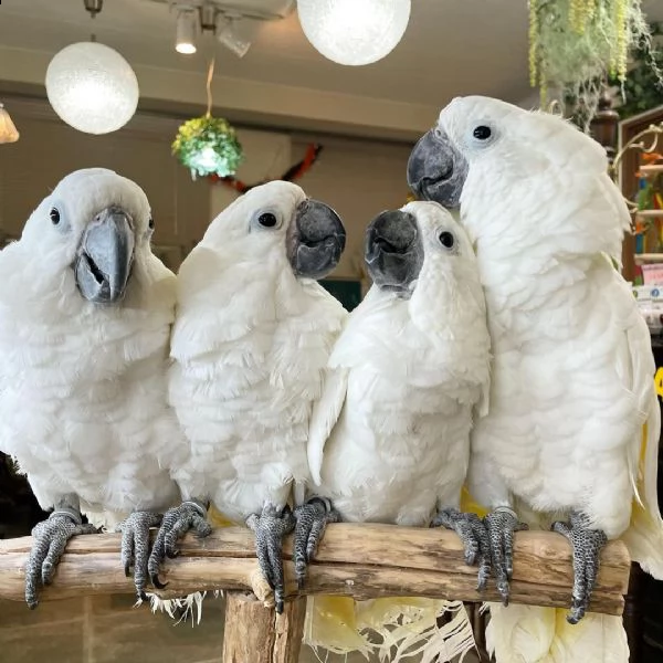 pappagalli cacatua ombrello