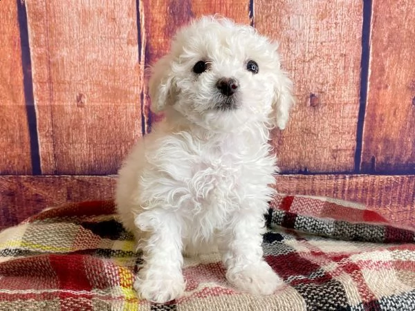 regalo maltipoo cuccioli meravigliosi ! 