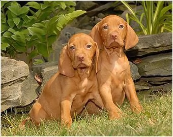 cuccioli di vizsla bracco ungherese