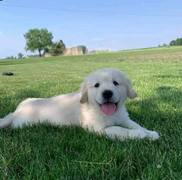 cucciolo golden retriever | Foto 0