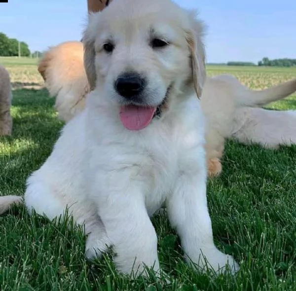 cucciolo golden retriever