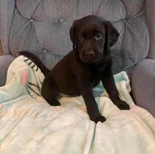 cucciolo labrador