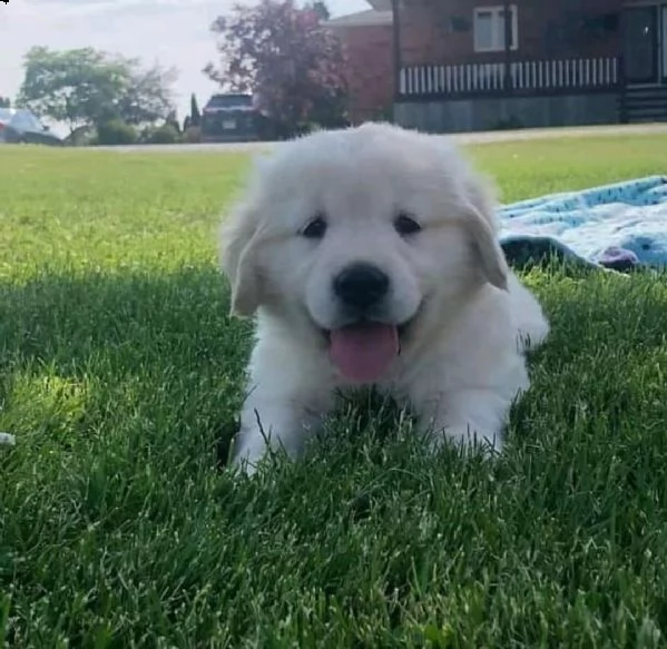 cucciolo golden retriever