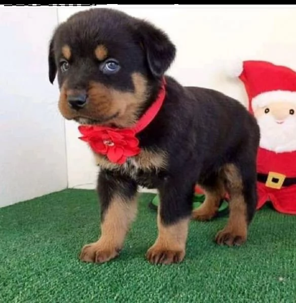 cucciolo rottweiler