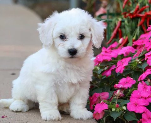  pronto a partire!!! fantastici cuccioli di bichon maschio e femmina