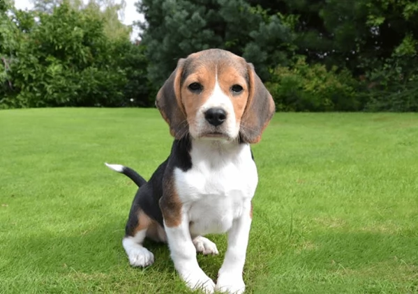 bellissimi beagle maschi e femmine puri che cercano casa per sempre