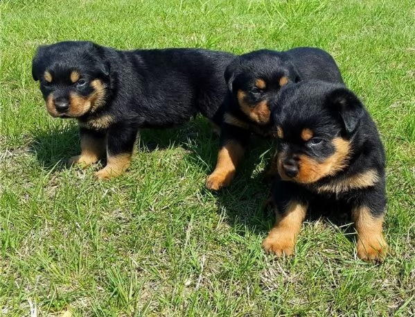 regalo cuccioli di rottweiler 1 femmine e un maschietto.