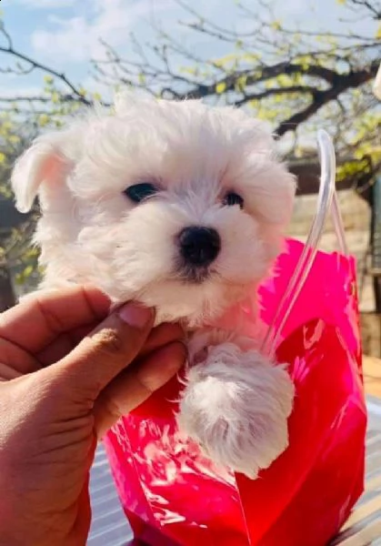 cucciolo di maltese mini toy