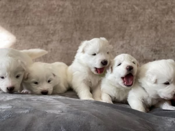 regalo adorabili cuccioli samoiedo femminucce e maschietti..