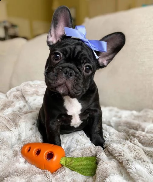 vendo cuccioli di bulldog francese maschio e femmina. | Foto 1