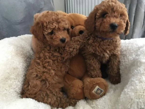 splendidi cuccioli di maltipoo rosso intenso