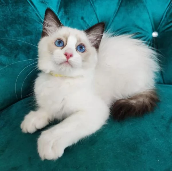 ragdoll registrato