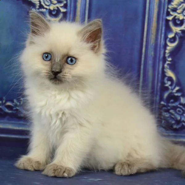 ragdoll registrato1