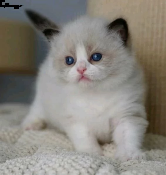 gatti ragdoll11