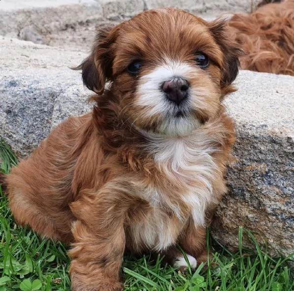 cucciolo havanese