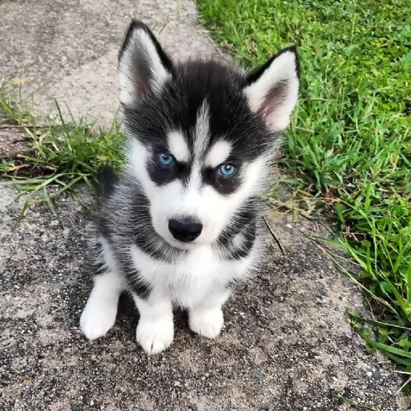 husky