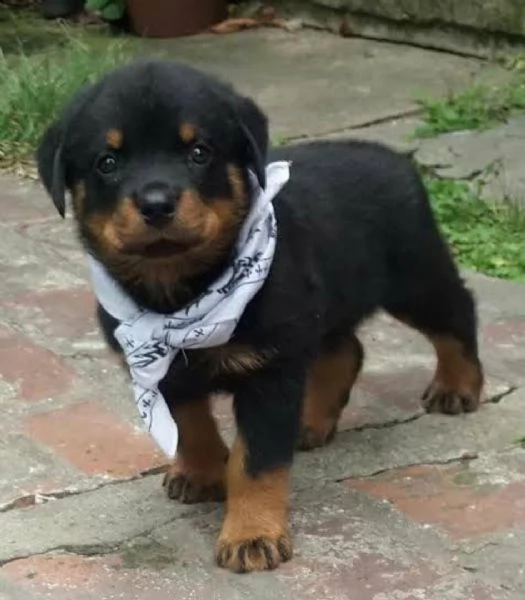 regalo rottweiler cuccioli (maschio e femmina)