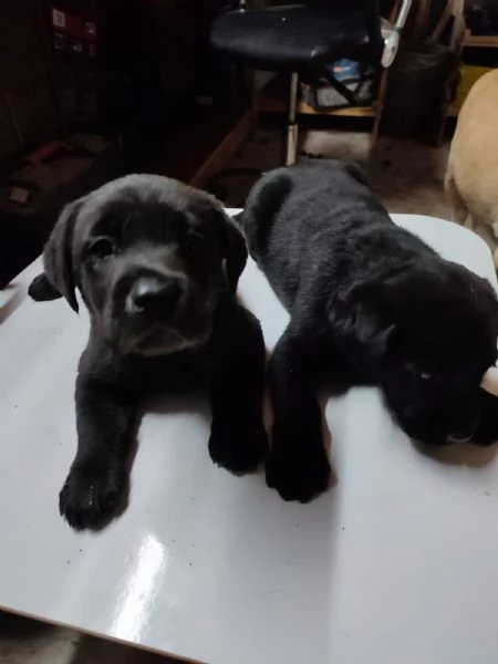 Labrador cuccioli  | Foto 1