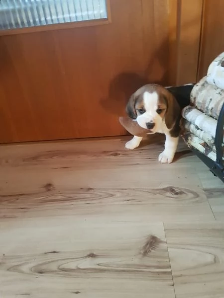 tre cuccioli di beagle cioccolato con pedigree | Foto 5