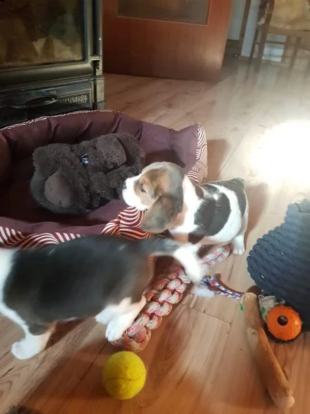 tre cuccioli di beagle cioccolato con pedigree | Foto 3