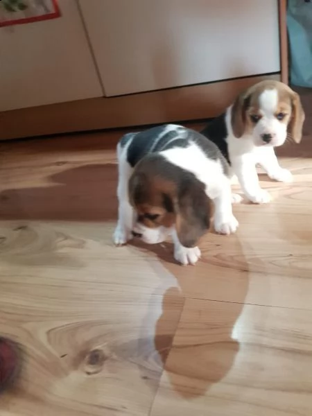 tre cuccioli di beagle cioccolato con pedigree | Foto 2