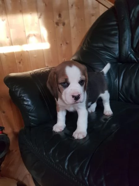 tre cuccioli di beagle cioccolato con pedigree