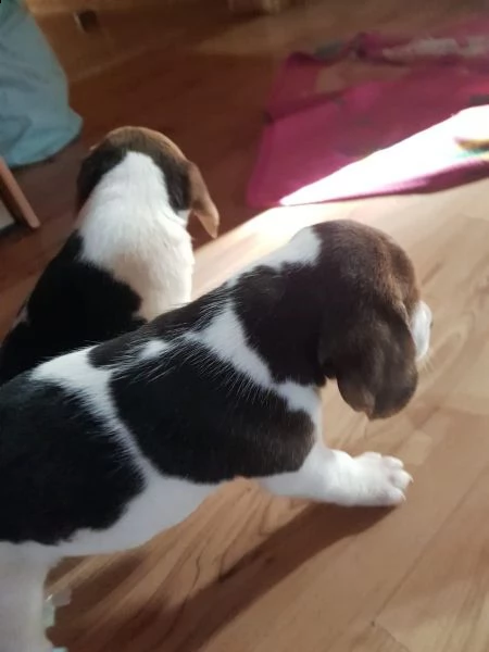 tre cuccioli di beagle cioccolato con pedigree | Foto 1