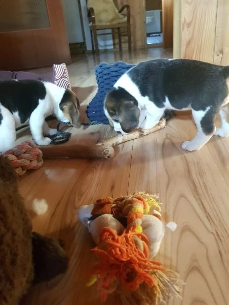 tre cuccioli di beagle cioccolato con pedigree | Foto 0