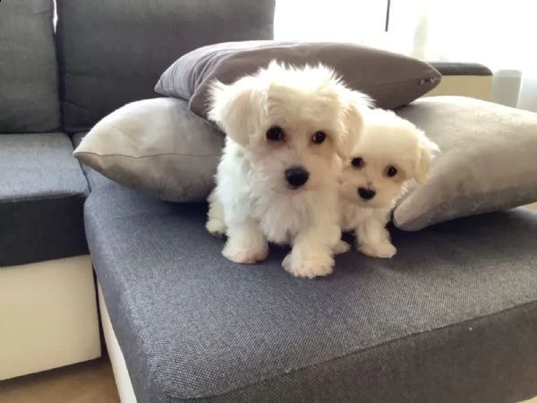 maltese cuccioli 3 maschi e 1 femmine | Foto 2