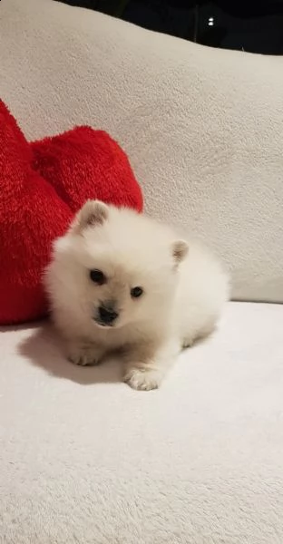 stupendi cuccioli di volpino di pomerania | Foto 4