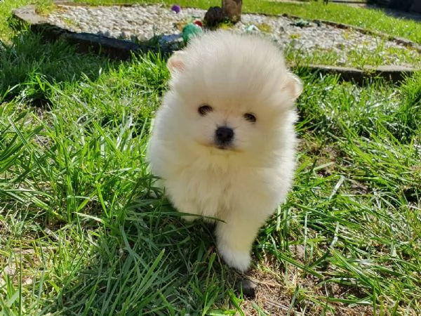 stupendi cuccioli di volpino di pomerania | Foto 3