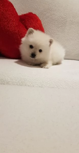 stupendi cuccioli di volpino di pomerania | Foto 2