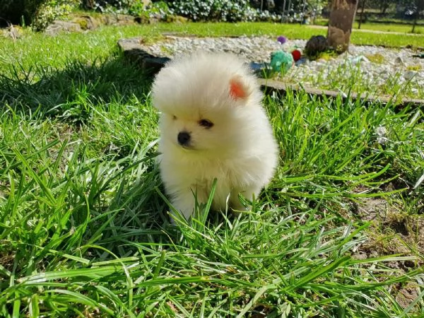 stupendi cuccioli di volpino di pomerania | Foto 1