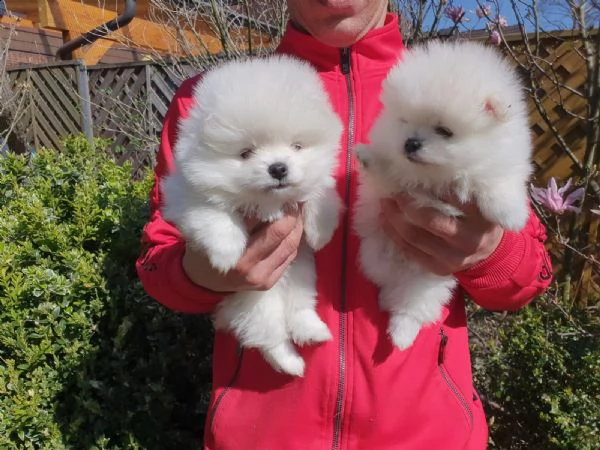 stupendi cuccioli di volpino di pomerania