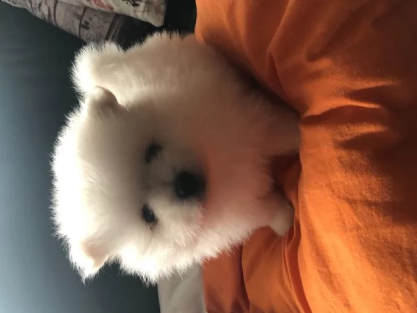 stupendi cuccioli di volpino di pomerania | Foto 0