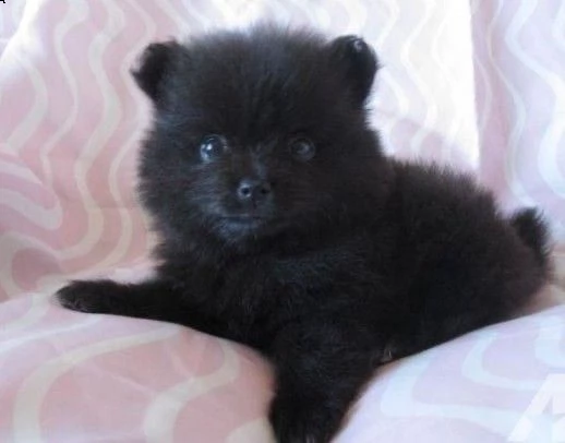 regala cuccioli di pomerania  femmine in adozione///