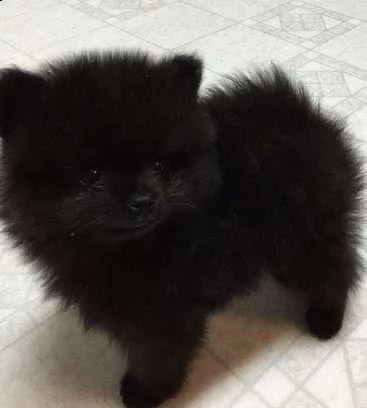 regala cuccioli di pomerania  femmine in adozione/// | Foto 0