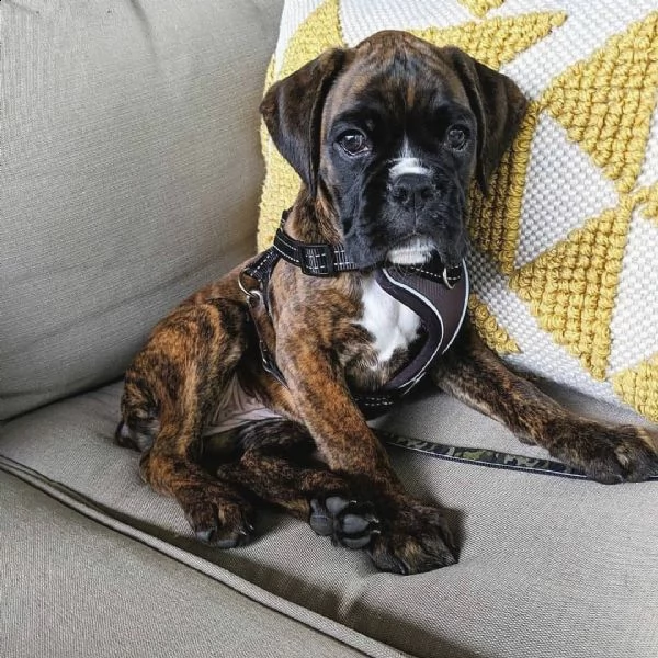 cuccioli di boxer akc per l'adozione (+346317163 22)