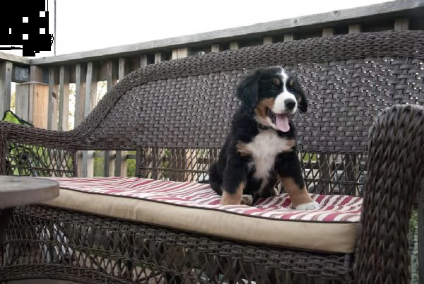 cuccioli bovaro del bernese | Foto 0