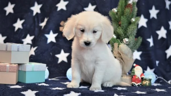 due cuccioli maschietti di golden retriever!!!!