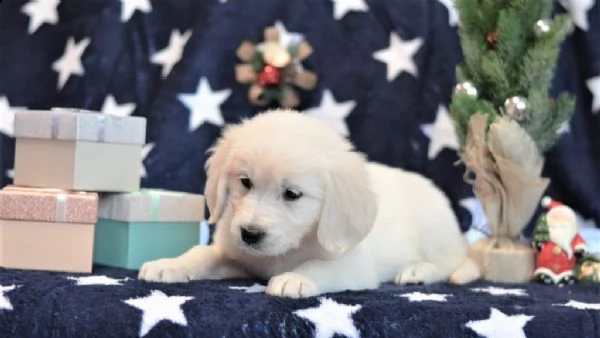 due cuccioli maschietti di golden retriever!!!! | Foto 0