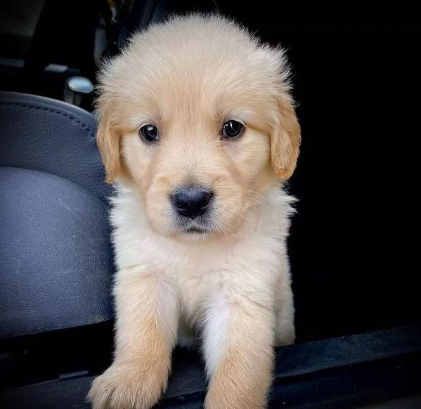 bellissimi cuccioli di golden | Foto 0