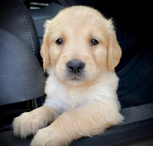 bellissimi cuccioli di golden