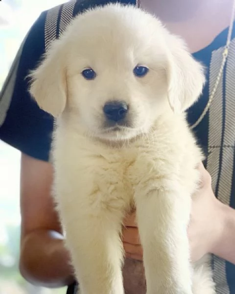 cuccioli di golden retriever!!!